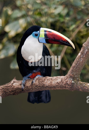 Rot-Billed Toucan (Ramphastos Tucanus) Stockfoto