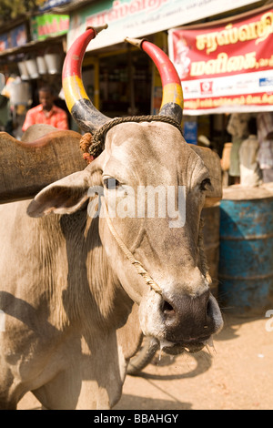 Ein Ochse mit lackierten Hörnern zieht einen Karren auf den Straßen der indischen Stadt von Gingee in Tamil Nadu. Stockfoto