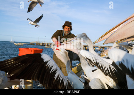 John Ayliffe der Pelikan Mann seine tägliche Pelikan in Kingscote Kai Fütterung zu tun.  Kangaroo Island, South Australia, Australien Stockfoto