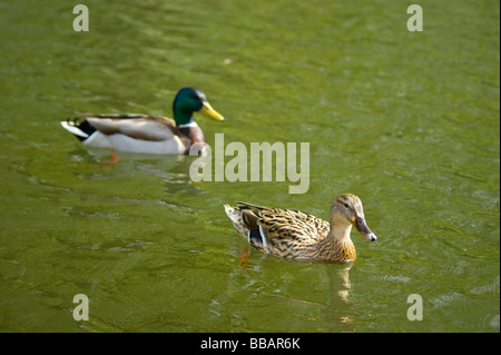 Zwei Stockenten (männlich und weiblich) genießen Sie schwimmen auf dem See im Finsbury Park North London. Stockfoto