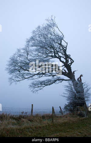 Windgepeitschten Baum beschichtet in Raureif an nebligen Abend Raddon Hill Devon England Januar 2009 Stockfoto