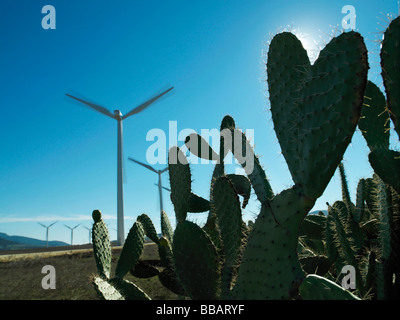 Windkraftanlagen mit Kaktus im Vordergrund Stockfoto