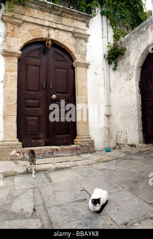 Katzen in einer Seitenstraße Lindos Rhodos die Dodekanes Inseln Griechenlands (c) Marc Jackson Photography Stockfoto