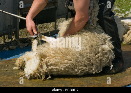 Schaf-Schermaschine bei der Arbeit im englischen Kent Countryside Stockfoto