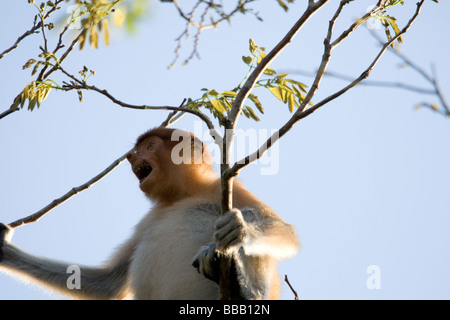 Weibliche Nasenaffe, Malaysia Borneo Stockfoto