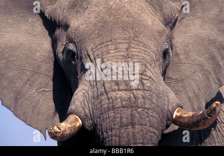 Stier Elefant Chobe Nationalpark botswana Stockfoto