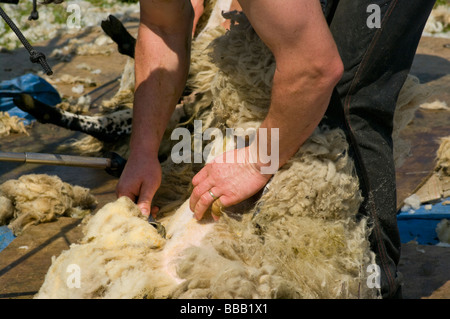 Schaf-Schermaschine bei der Arbeit im englischen Kent Countryside Stockfoto