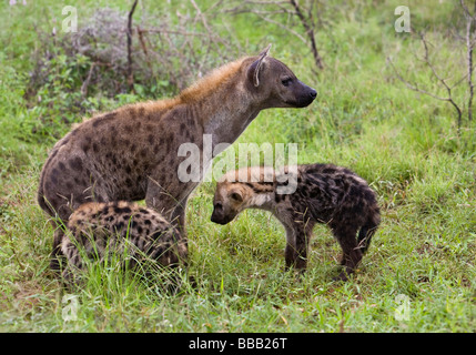 Gefleckte Hyänen (Crocuta Crocuta) Mutter mit den zwei jungen in Grünland Kruger Nationalpark in Südafrika Stockfoto