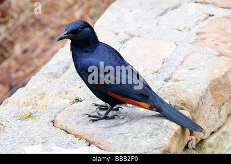 African Red-winged Starling Onychognathus mono Kap der guten Hoffnung Western Cape-Südafrika Stockfoto