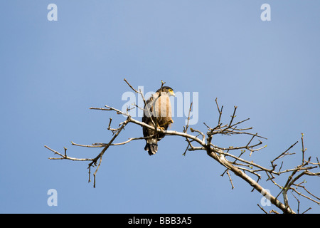 Crested Serpent Adler, Spilornis cheela Stockfoto