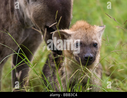 Gefleckte Hyänen (Crocuta Crocuta) Mutter mit der Cub in Grünland Kruger Nationalpark in Südafrika Stockfoto