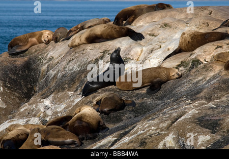 Stellar Seelöwen Eumetopias Jubatus Glacier Bay Nationalpark Alaska USA Stockfoto