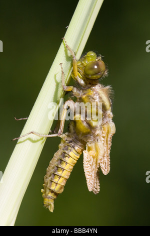 Aufkommende Breite Körper Chaser Libellula Depressa Trocknung Flügel auf Reed Stamm, Haugh Wood, Herefordshire, England. Stockfoto