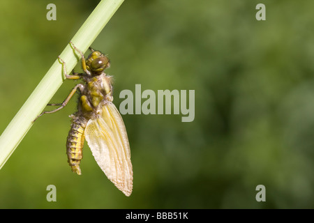 Aufkommende Breite Körper Chaser Libellula Depressa Trocknung Flügel auf Reed Stamm, Haugh Wood, Herefordshire, England. Stockfoto