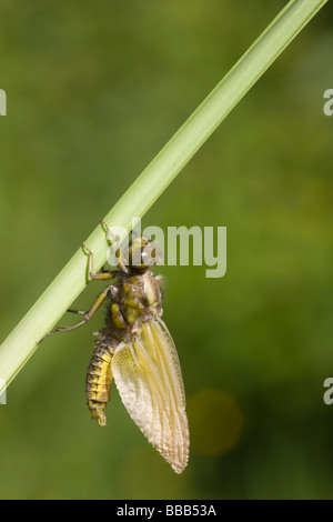 Aufkommende Breite Körper Chaser Libellula Depressa Trocknung Flügel auf Reed Stamm, Haugh Wood, Herefordshire, England. Stockfoto