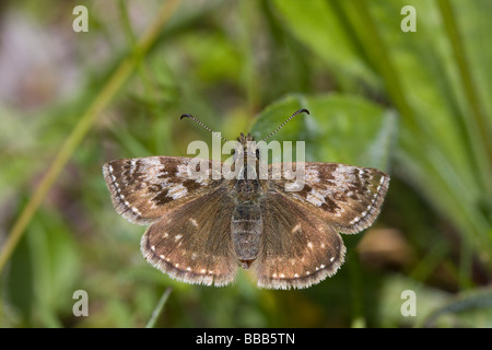 Schmuddeligen Skipper Erynnis Tages ruht auf Bodenvegetation, Herefordshire, UK Stockfoto