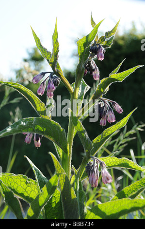 Gemeinsamen Beinwell Stockfoto