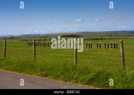 Tote Maulwürfe gefangen von Landwirt durch Widerhaken hängen Stacheldraht Zaun ländlichen Northumberland Stockfoto