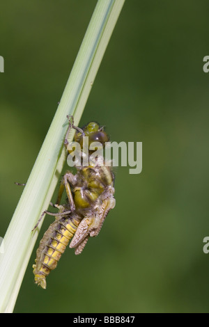 Aufkommende Breite Körper Chaser Libellula Depressa Trocknung Flügel auf Reed Stamm, Haugh Wood, Herefordshire, England. Stockfoto