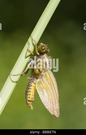 Aufkommende Breite Körper Chaser Libellula Depressa Trocknung Flügel auf Reed Stamm, Haugh Wood, Herefordshire, England. Stockfoto