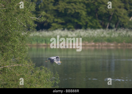 Einzelne graue Reiher Ardea Cinerea flüchten aus Heronry auf bewachsenen Insel, Gailey Reservoir, Staffordshire. Stockfoto