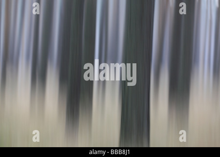 Pinienwald von bewegten Kamera unscharf Stockfoto