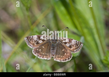 Schmuddeligen Skipper Erynnis Tages ruht auf Bodenvegetation, Herefordshire, UK Stockfoto