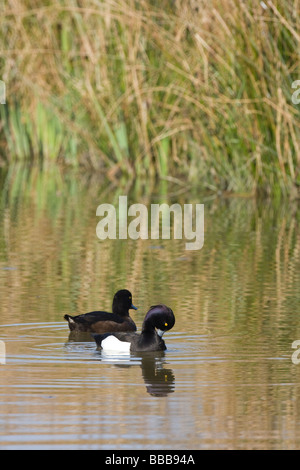 Paar Reiherenten Aythya Fuligula füttern und putzen im Wasserkanal mit Röhricht, Gloucestershire, UK. Stockfoto