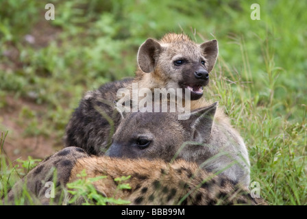 Gefleckte Hyänen (Crocuta Crocuta) Mutter mit den zwei jungen in Grünland Kruger Nationalpark in Südafrika Stockfoto