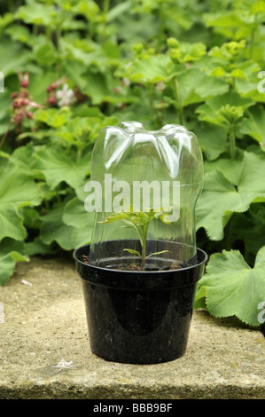 Durchsichtigen Kunststoff Trinkflasche schützen junge Tomate Moneymaker Pflanze Setzling Stockfoto