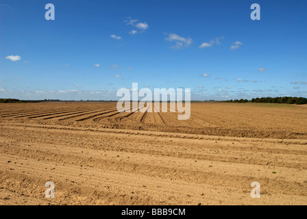 Kartoffelernte leiden unter Trockenheit, Sutton Heath, Suffolk, UK. Stockfoto