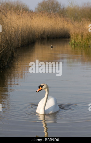 Einzelne Höckerschwan Cyngus Olor Schwimmen im Wasserkanal mit Schilfbeetes, Gloucestershire, UK. Stockfoto