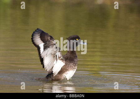 Weibliche Reiherenten Aythya Fuligula Flügel flattern auf Gewässer, Gloucestershire, UK. Stockfoto