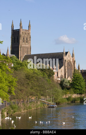 Blick auf Worcester Kathedrale mit blauem Himmel mit Höckerschwan Cygnus Olor Fütterung im Vordergrund auf den Fluss Severn. Stockfoto