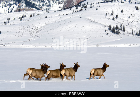 Rocky Mountain Elk Kühe Cervus Elaphus Nelsoni Mineral County Colorado USA Stockfoto