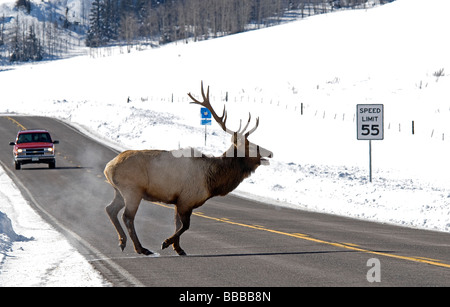 Rocky Mountain Elk Stier Cervus Elaphus Nelsoni Mineral County Colorado USA Stockfoto
