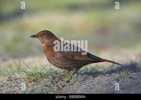 (Häufig) Amsel Turdus Merula Weibchen auf Nahrungssuche frostigen Gras an Newborough Warren, Anglesey, Wales im Januar. Stockfoto