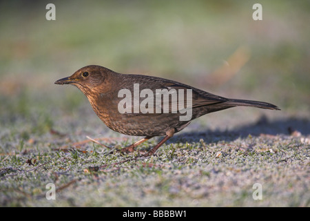 (Häufig) Amsel Turdus Merula Weibchen auf Nahrungssuche frostigen Gras an Newborough Warren, Anglesey, Wales im Januar. Stockfoto