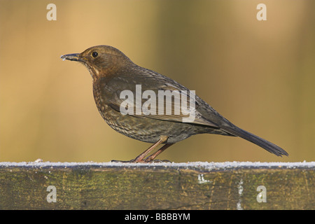 (Häufig) Amsel Turdus Merula weibliche gehockt frostigen Picknicktisch am Newborough Warren, Anglesey, Wales im Januar. Stockfoto