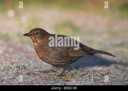 (Häufig) Amsel Turdus Merula Weibchen auf Nahrungssuche frostigen Gras an Newborough Warren, Anglesey, Wales im Januar. Stockfoto