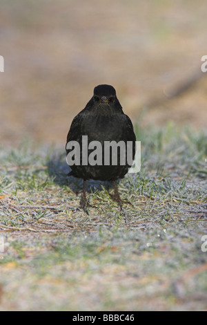 (Häufig) Amsel Turdus Merula männlich Futtersuche auf frostigen Rasen an Newborough Warren, Anglesey, Wales im Januar. Stockfoto