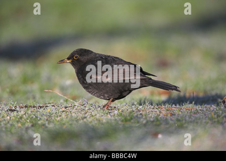 (Häufig) Amsel Turdus Merula männlich Futtersuche auf frostigen Rasen an Newborough Warren, Anglesey, Wales im Januar. Stockfoto