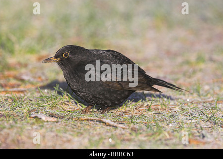 (Häufig) Amsel Turdus Merula männlich Futtersuche auf frostigen Rasen an Newborough Warren, Anglesey, Wales im Januar. Stockfoto