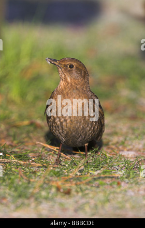 (Häufig) Amsel Turdus Merula Weibchen auf Nahrungssuche frostigen Gras an Newborough Warren, Anglesey, Wales im Januar. Stockfoto