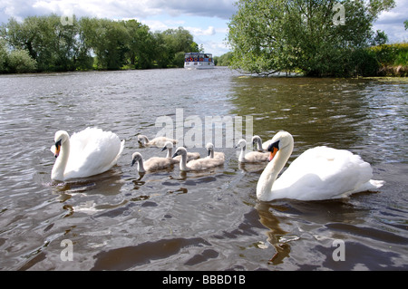 Schwäne und Cygnets auf Themse, Windsor, Berkshire, England, Vereinigtes Königreich Stockfoto