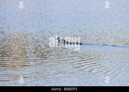 Baden im See mit kleinen Küken Mergus-Prototyp Stockfoto