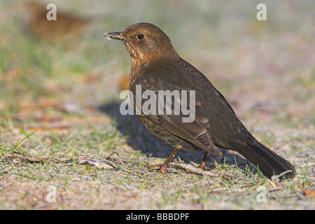 (Häufig) Amsel Turdus Merula Weibchen auf Nahrungssuche frostigen Gras an Newborough Warren, Anglesey, Wales im Januar. Stockfoto