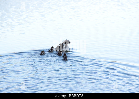 Baden im See mit kleinen Küken Mergus-Prototyp Stockfoto