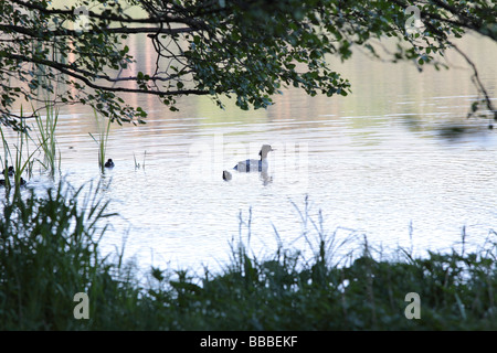 Baden im See mit kleinen Küken Mergus-Prototyp Stockfoto