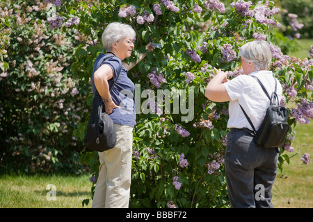 Frauen genießen Flieder entwarf blühenden Highland Park von Frederick Law Olmsted Rochester New York Monroe County Stockfoto